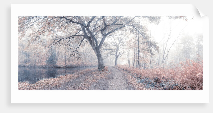 Misty forest by Assaf Frank